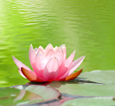 Pink Lotus
